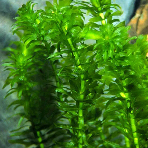 Bisagra de Acero Inoxidable Egeria densa